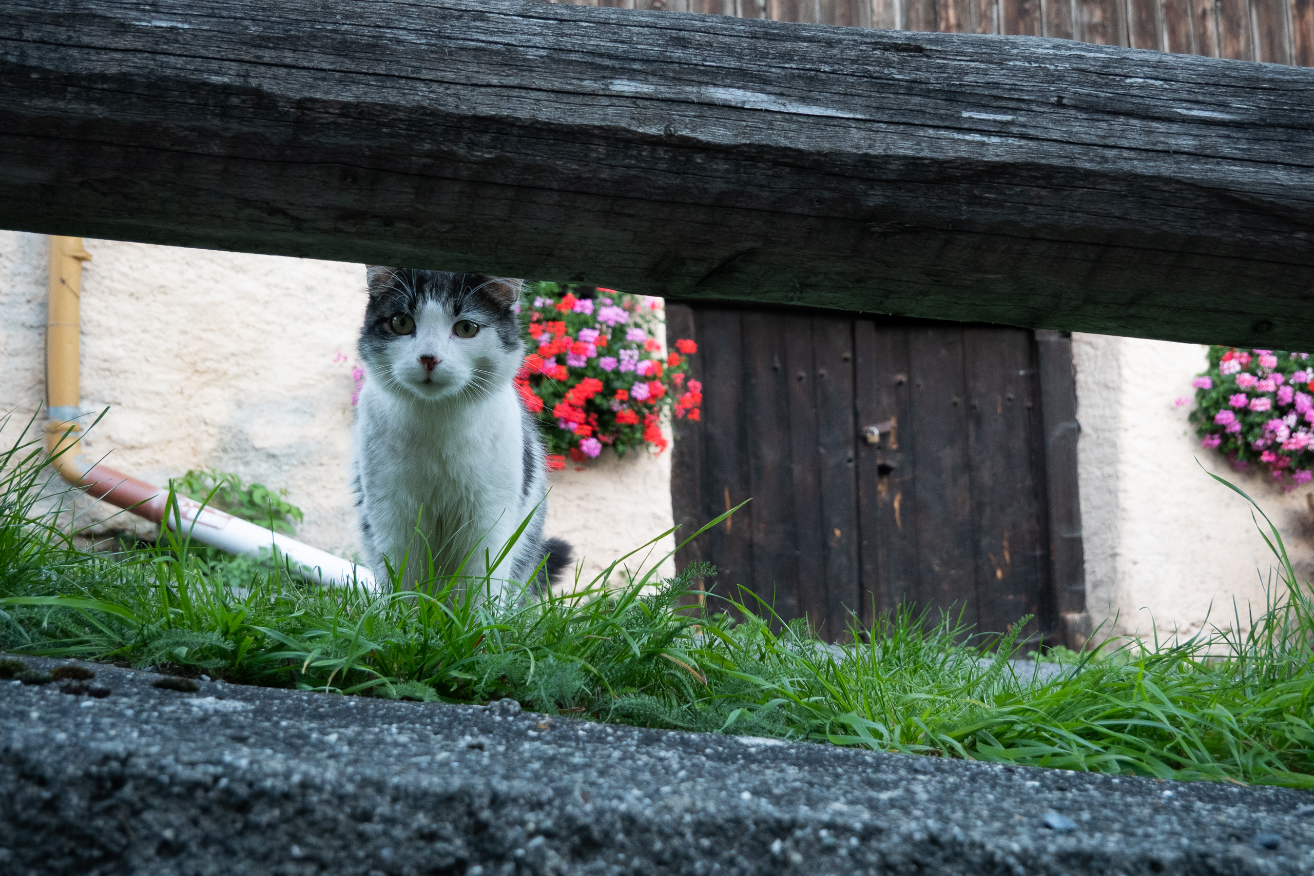 Eine Katze lugt unter dem Balken hervor